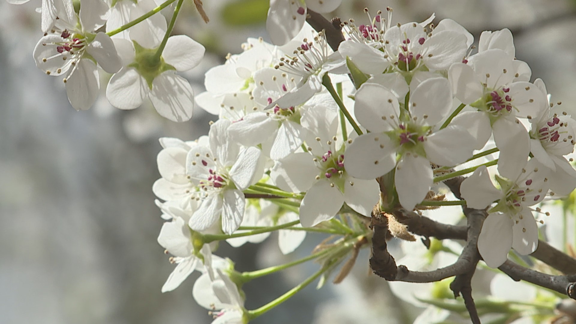 Bradford Pear trees are in full bloom in different parts of central Pennsylvania, but some might not know the risk they pose to the environment.