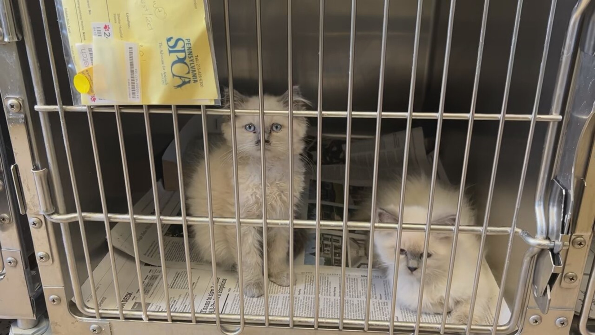 Pennsylvania SPCA rescues nearly 100 cats from breeder in Lancaster