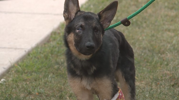 A woman abandoned her dog at a Pennsylvania airport before flying to a  resort, officials say