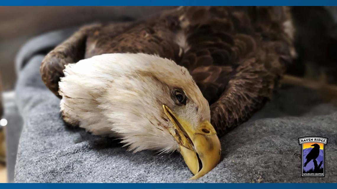 Bald eagle dies from lead poisoning in Lancaster County
