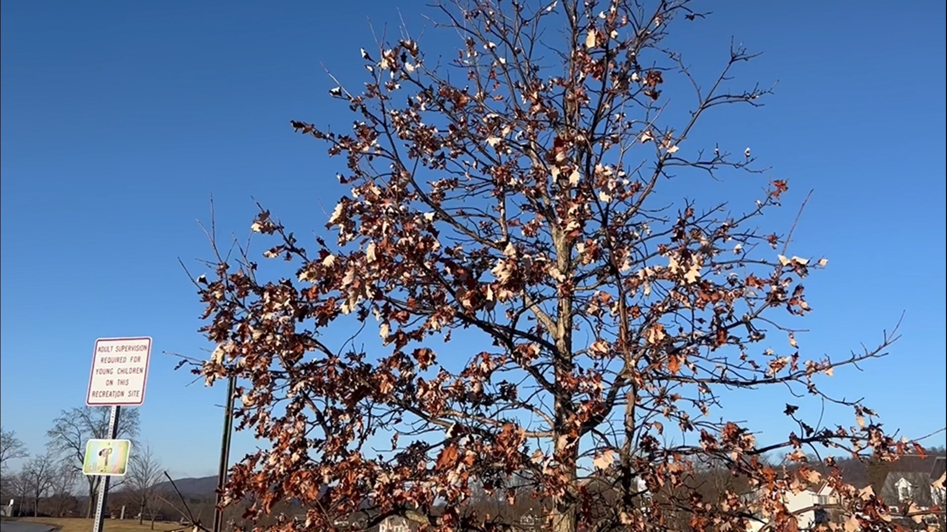 In an effort to go green in Pennsylvania, funds from former Governor Wolf and the DCNR will be allocated to Susquehanna Township to plant trees in local parks.