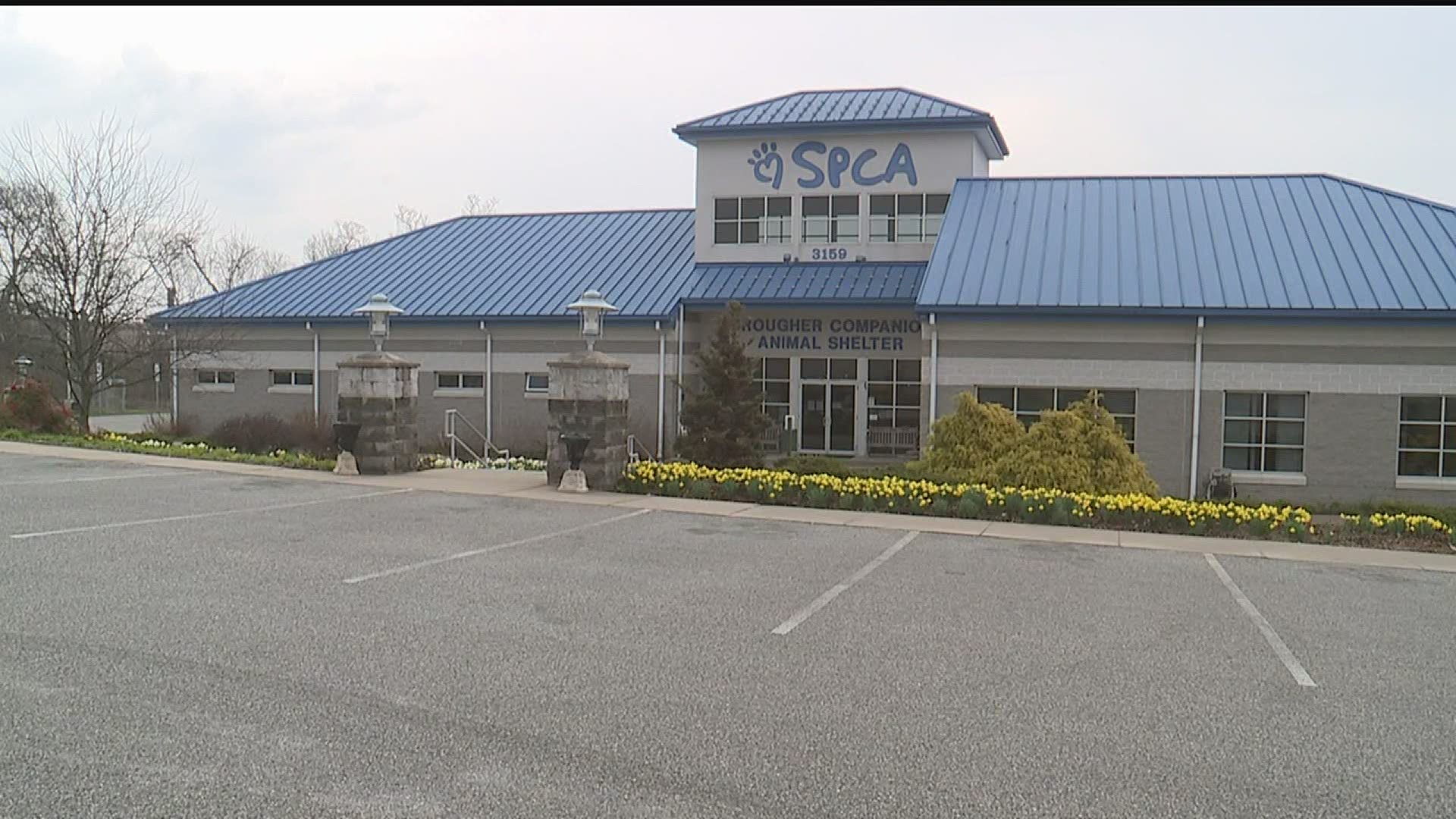 After a two-and-a-half month closure earlier this year and reopening in May, the York County SPCA is still catching up on spay/neuter services for animals.