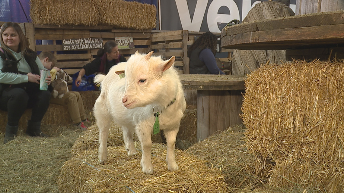 What to know about goat snuggling at the Pennsylvania Farm Show