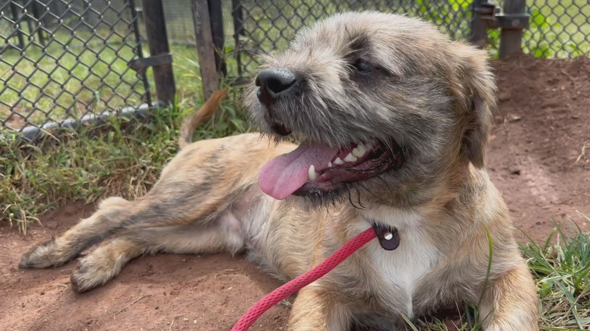 Meet Benji, an energetic terrier mix looking for his forever home