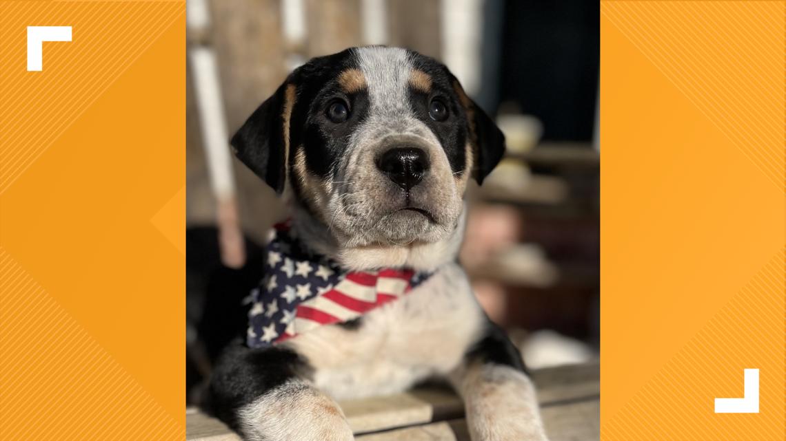 Furry Friends: Meet Zaxby, the puppy! | fox43.com