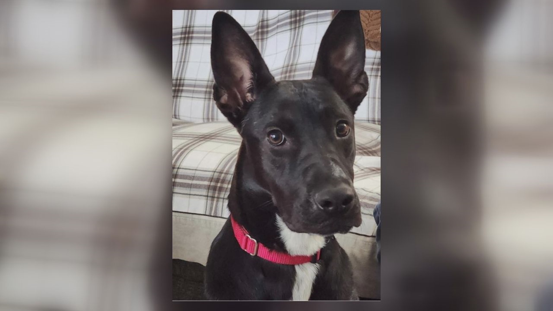 Nina is a 1 year old puppy with big ears and an even bigger heart. She's available for adoption at Charlie's Crusaders Pet Rescue.