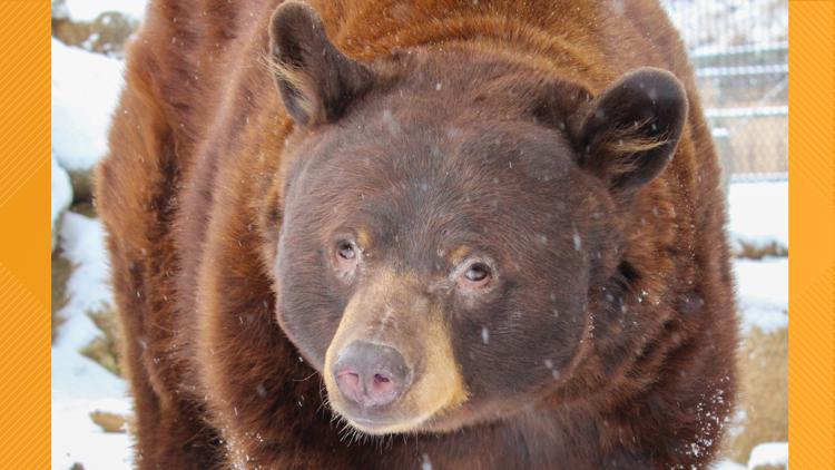 ZooAmerica announces beloved black bear dies | fox43.com