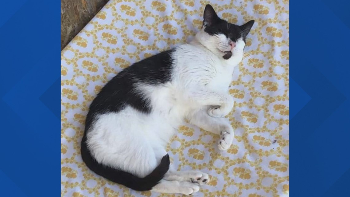 Furry Friends with the cats and kittens!