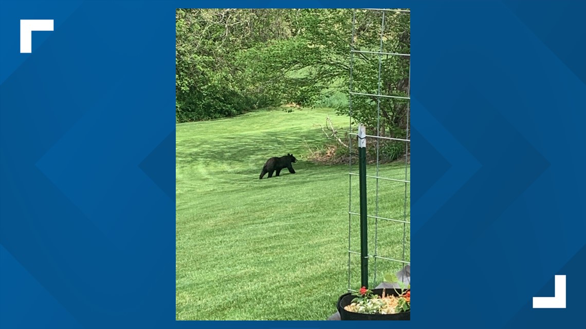 Lancaster County residents shocked after reports of multiple black bear sightings in East Hempfield Township