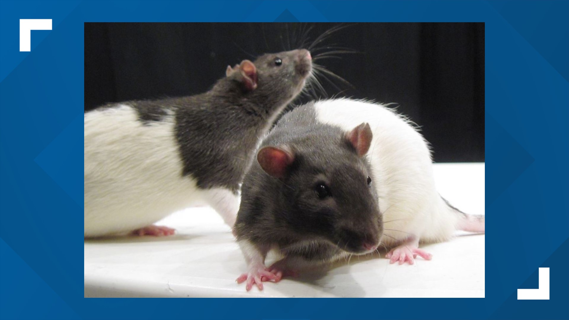 The rats are said to be highly trainable and work great as pets.