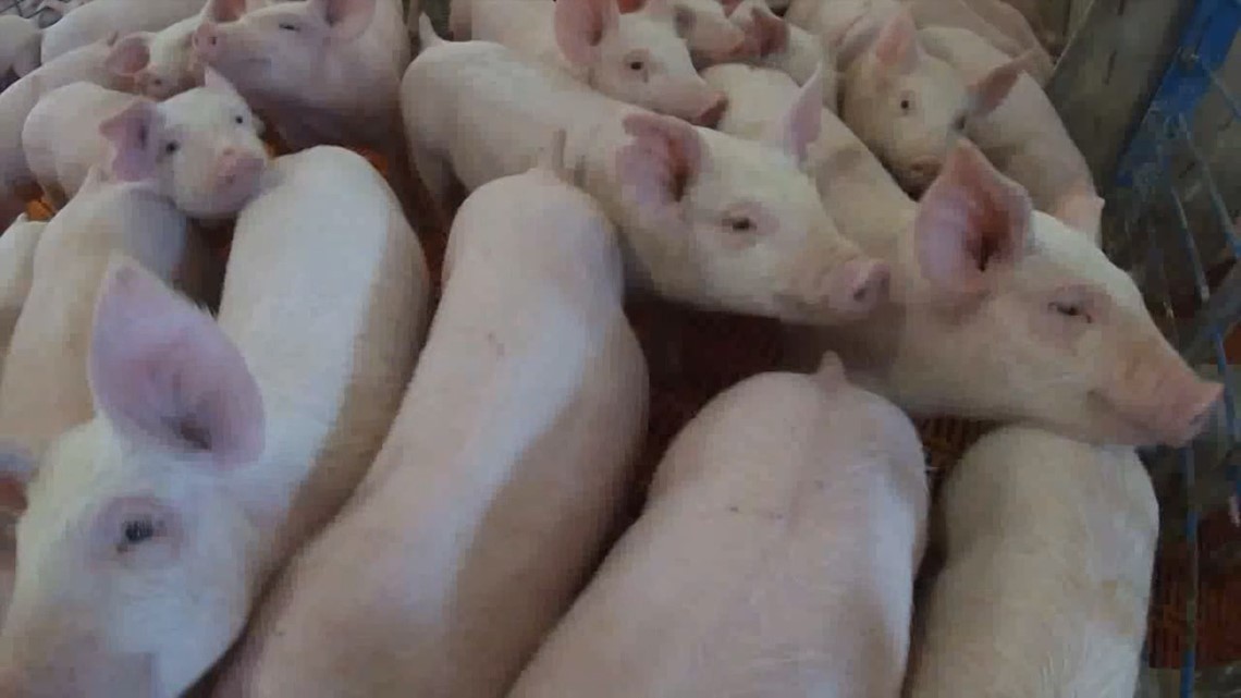 Pa. farmers divided on proposed bill that would overrule state animal cruelty laws - Vimarsana News