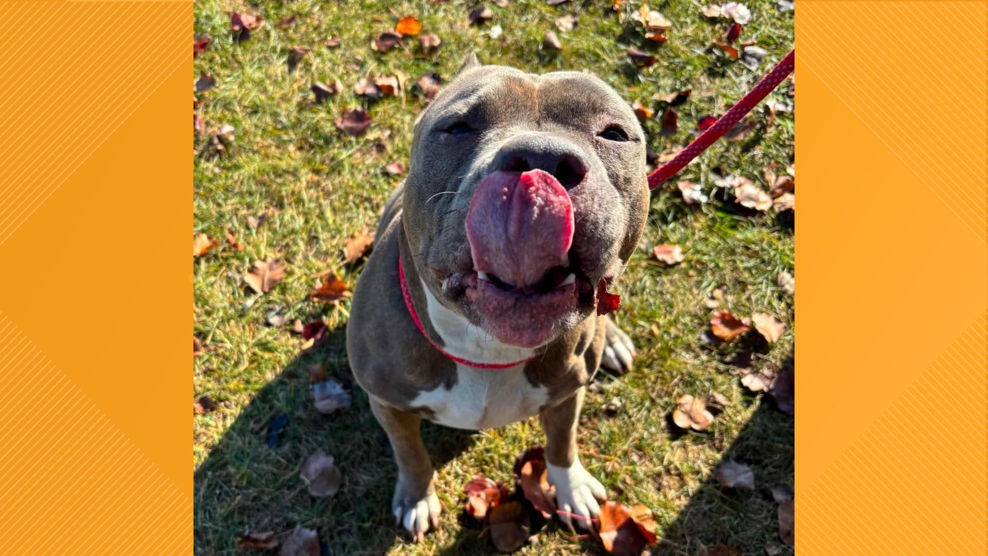 Today’s Furry Friend is Mrs. Claus brought to us by the York County SPCA! She’s looking for her forever family in time for Christmas.