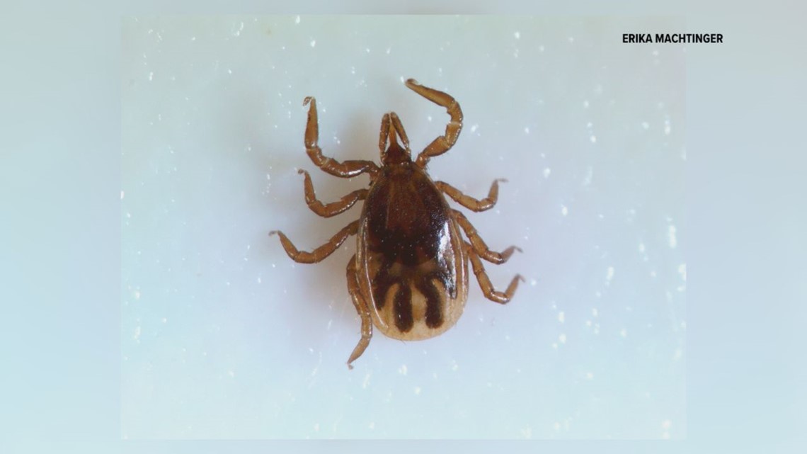 Warm winter could lead to early tick emergence in Pennsylvania