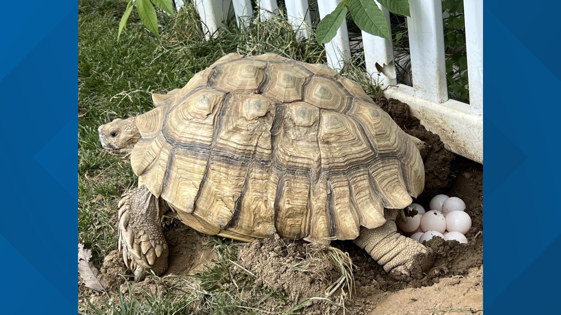 Snapping turtle season Tips from experts during nesting months
