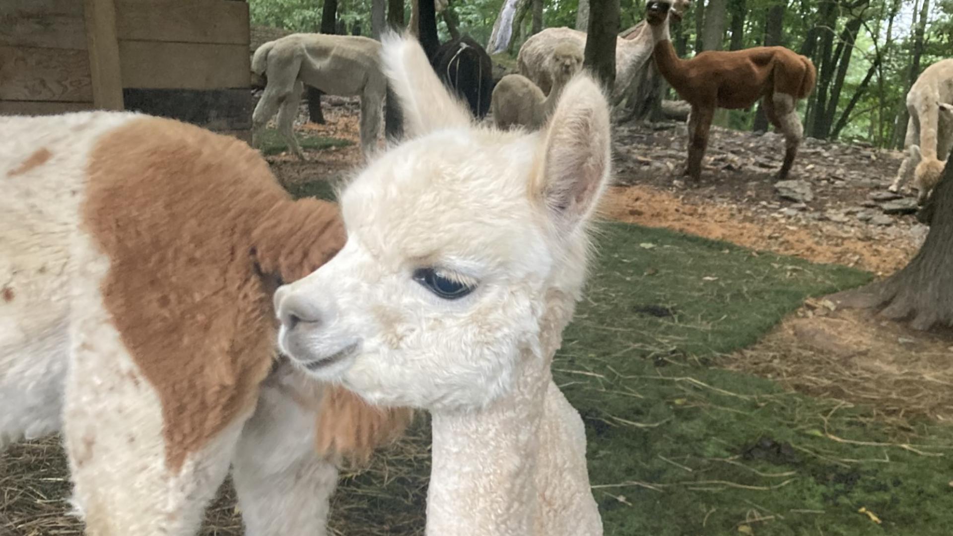 At Shear Heaven Farm, you and your family can learn all things "alpacas" through their guided and educational farm tours.