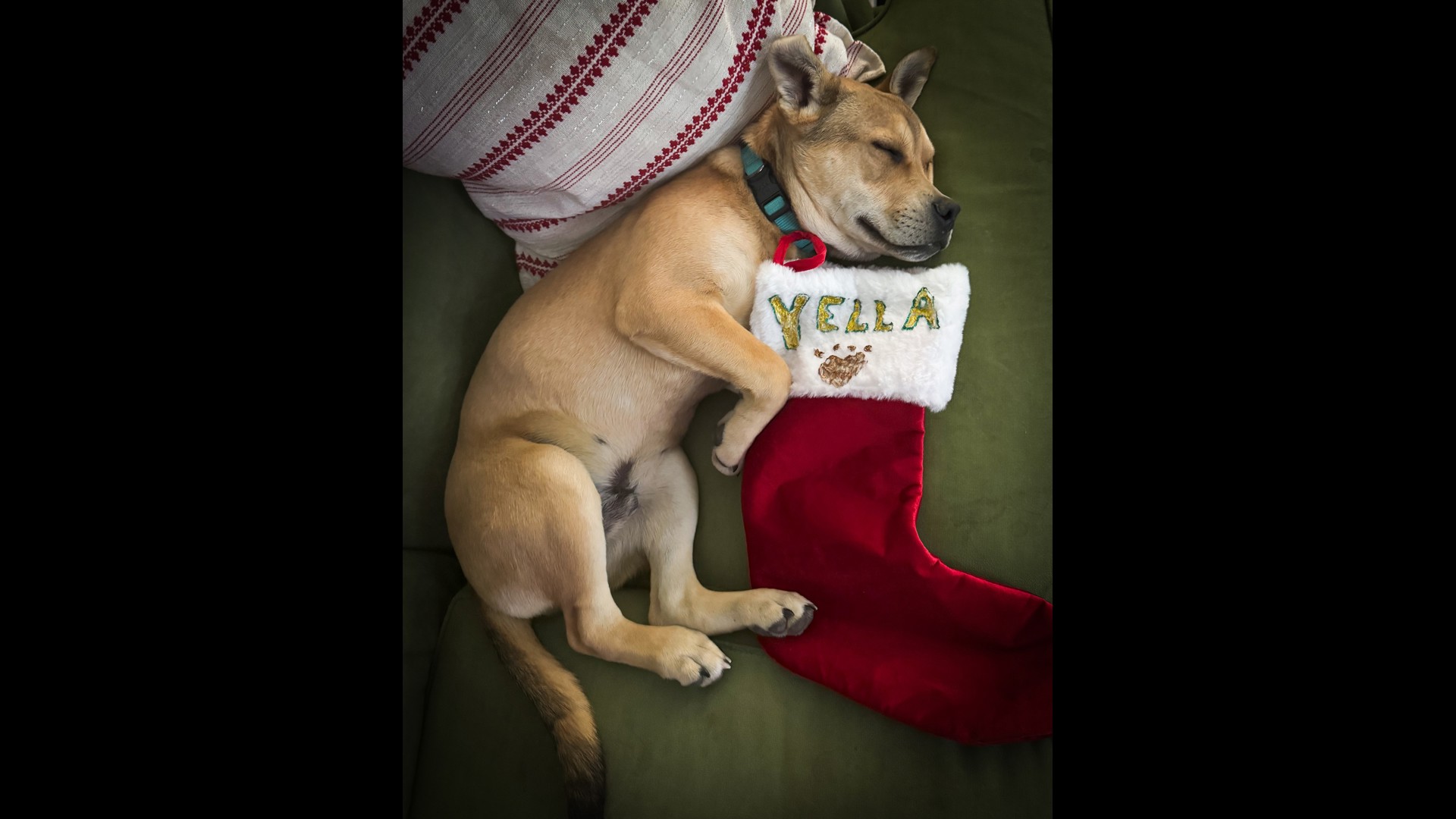 All Yella wants for Christmas is to find his forever family!