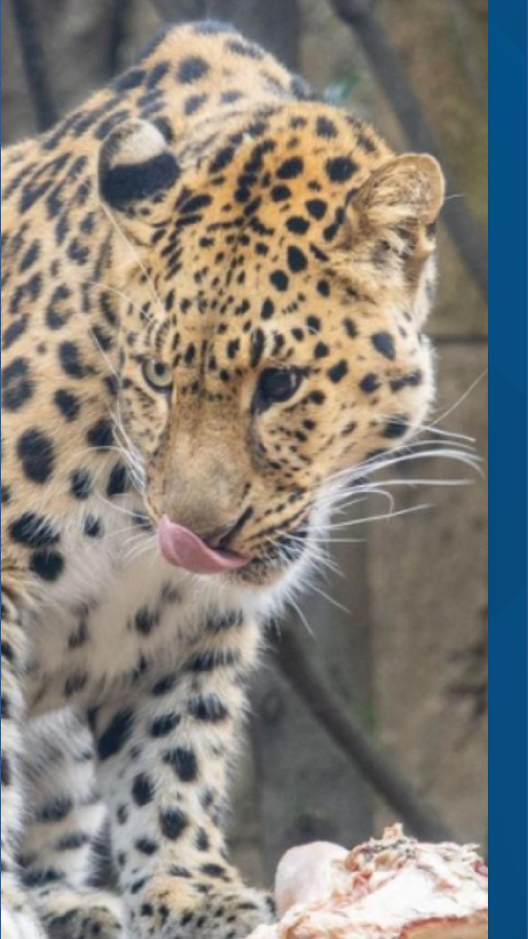 Philadelphia Zoo Welcomes Amur Tiger Rory and Leopard Rafferty