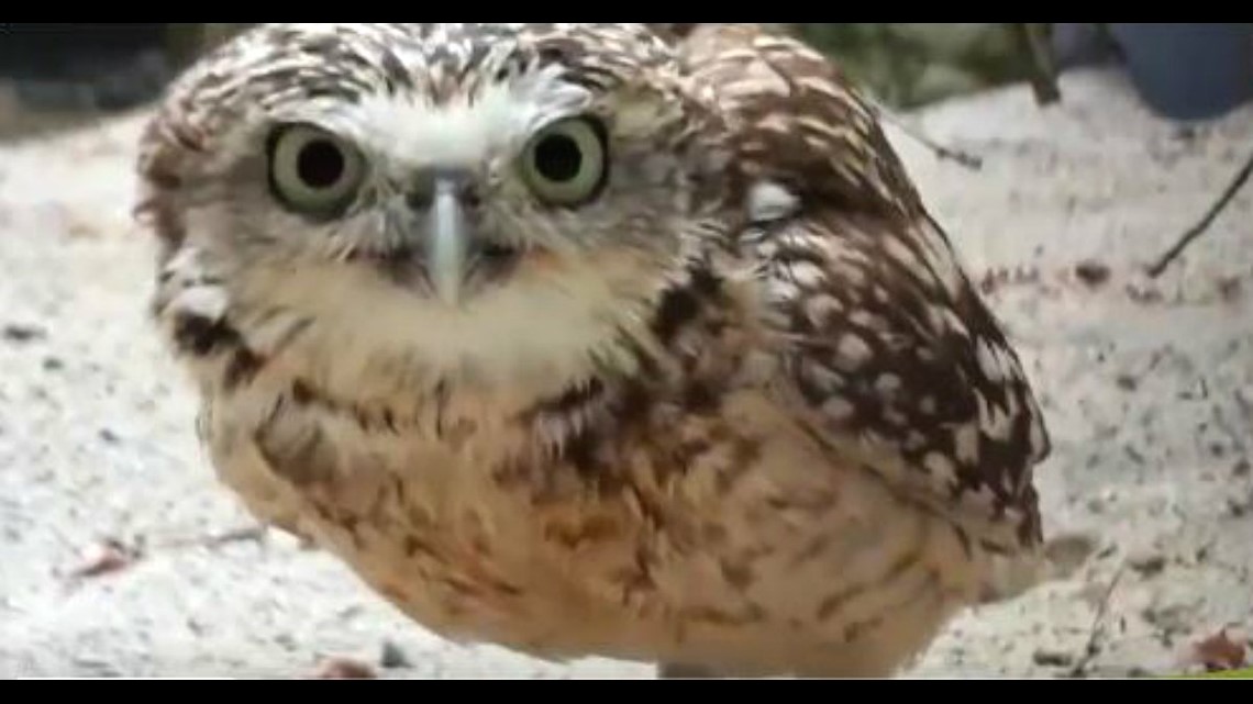 Burrowing owls very unhappy with hidden camera at conservancy park ...