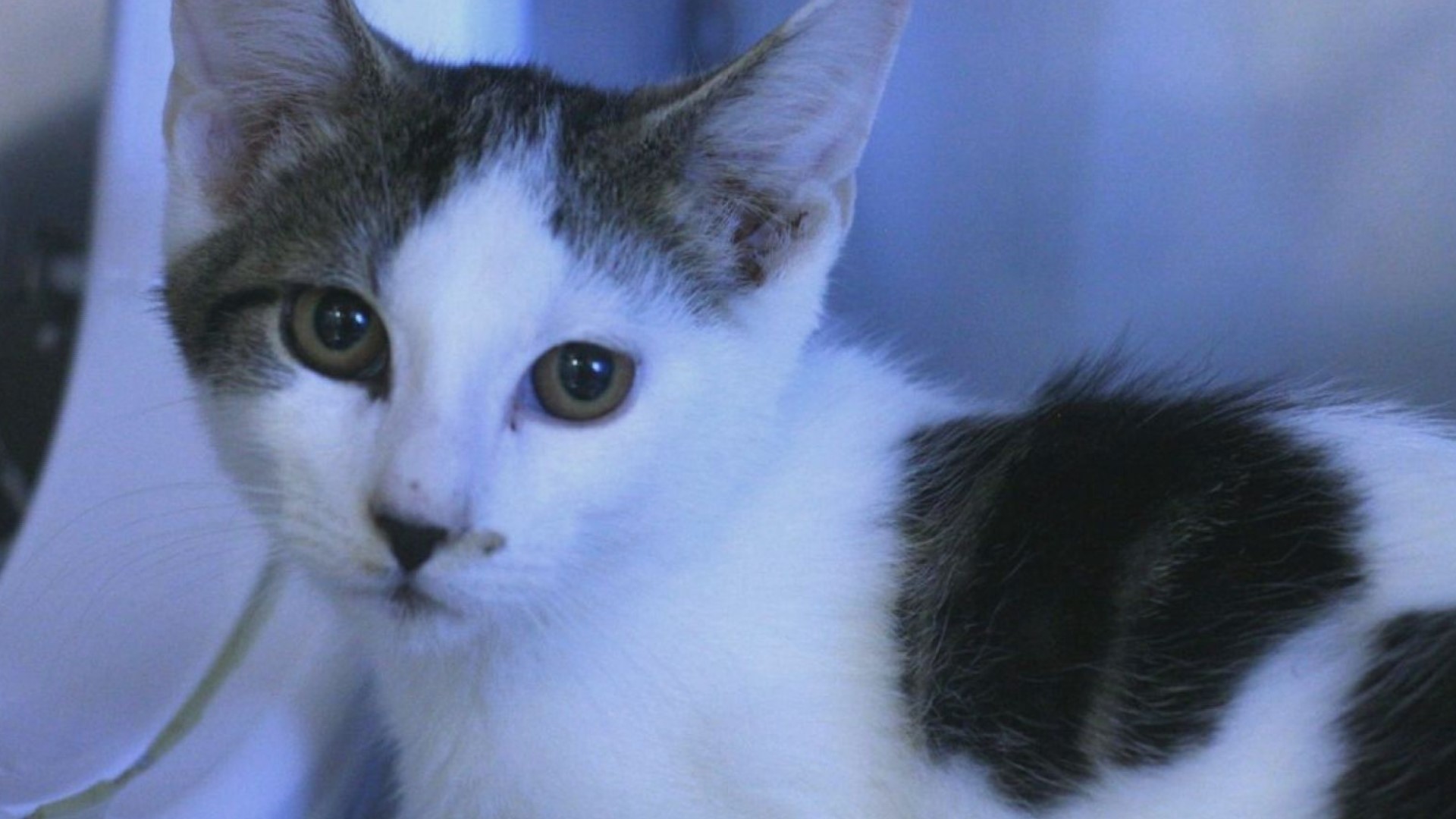 Chandler is a 4-month-old kitten who is looking for his forever family at the Pet Pantry of Lancaster County.
