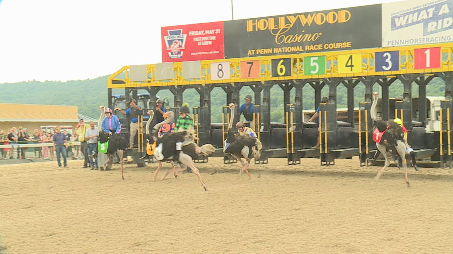 Ostrich, camel and zebra races were held at Penn National Race Course in an effort to spark interest in horse racing.