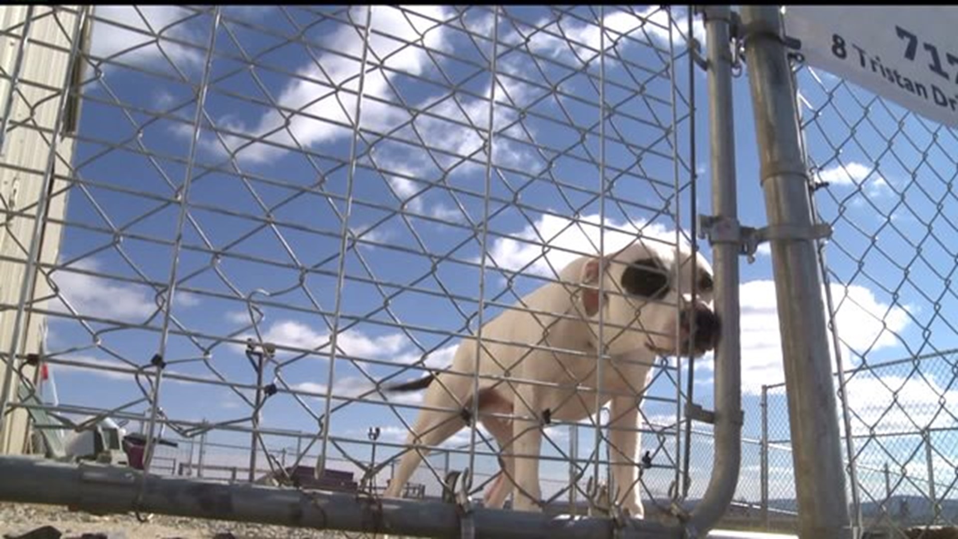 Cumberland County animal rescue facing challenges after ruling