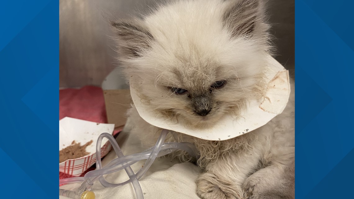 Pennsylvania SPCA rescues nearly 100 cats from breeder in Lancaster