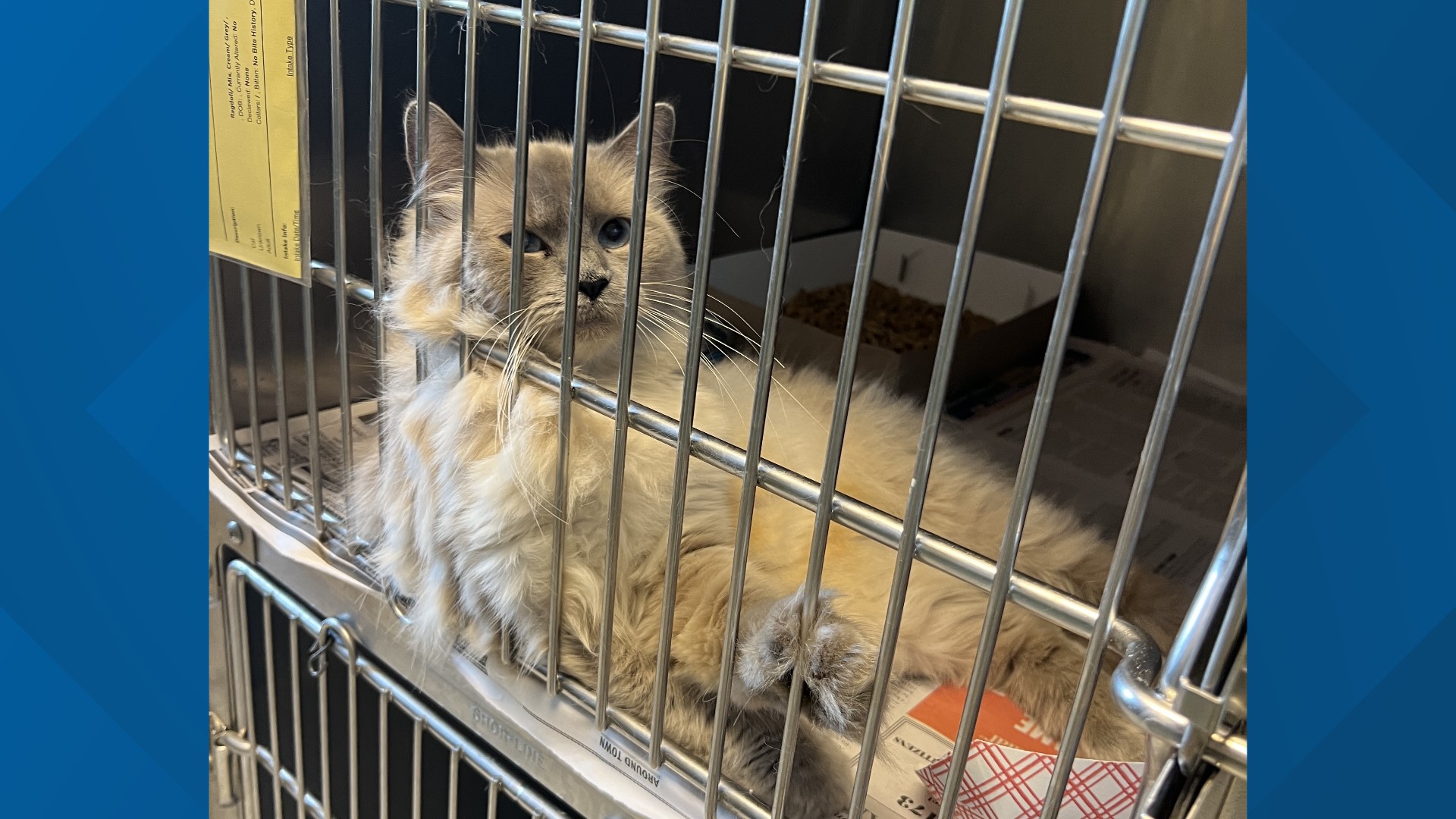 Pennsylvania SPCA rescues nearly 100 cats from breeder in Lancaster