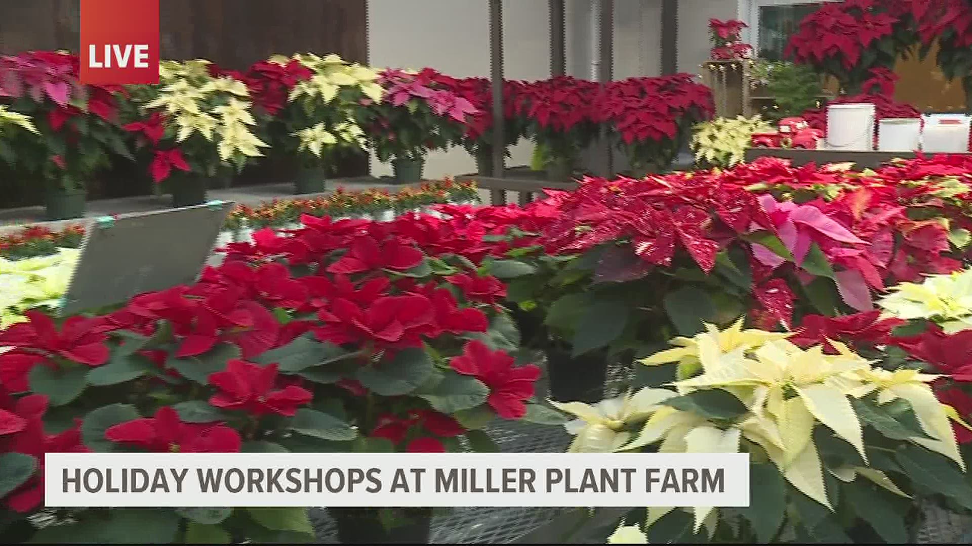 From holiday accents to house plants, wreaths, trees, and over 20 varieties of poinsettias... Miller Plant Farm is Santa's workshop to your Christmas greenery.