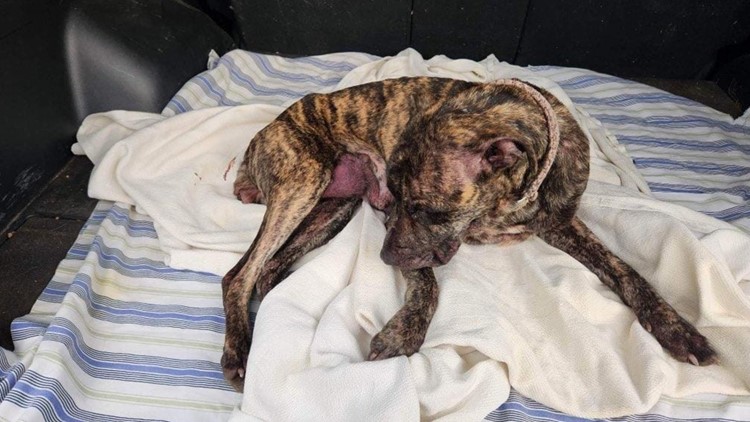 Sick, abandoned dog passes away at shelter after being rescued