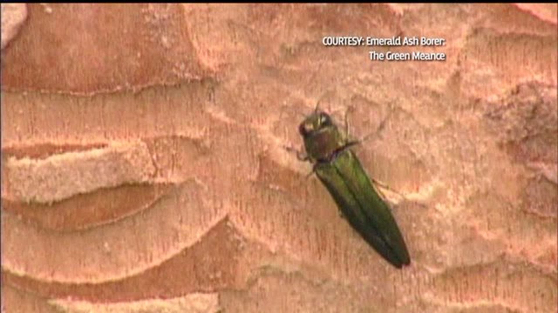 Emerald Ash Borer causing problems for Ash trees