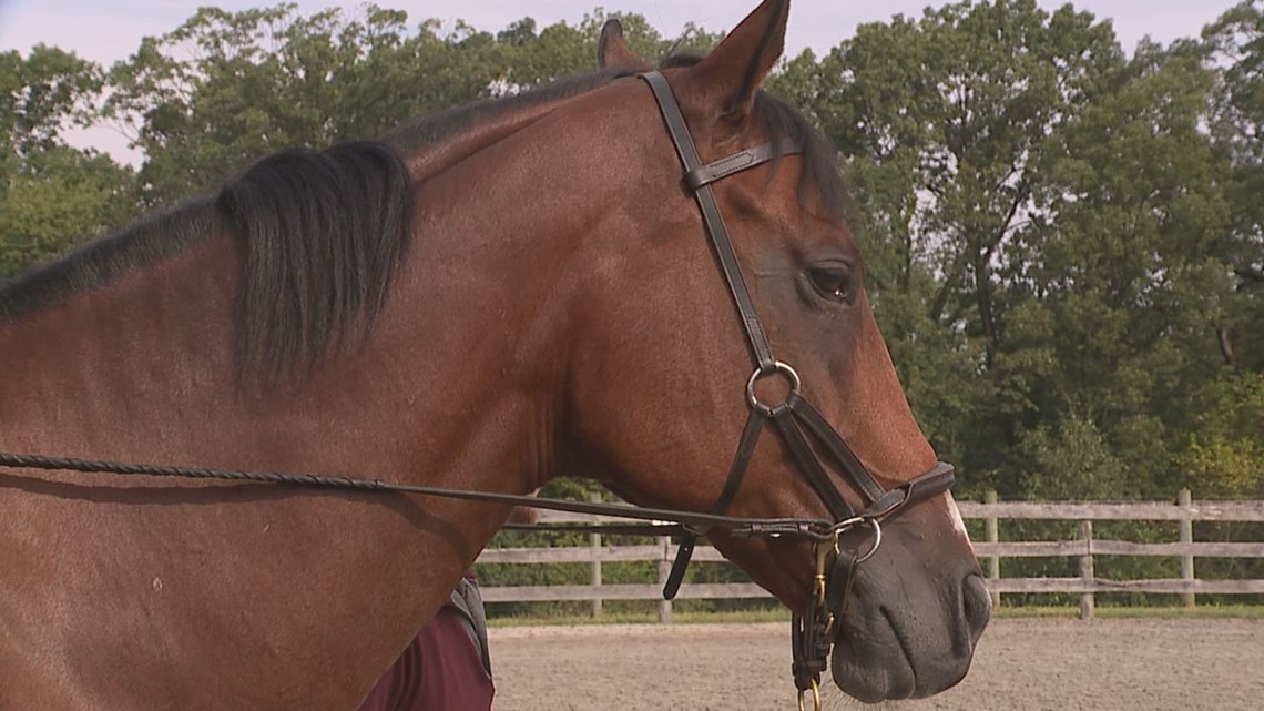 Equine therapy helps veterans with PTSD