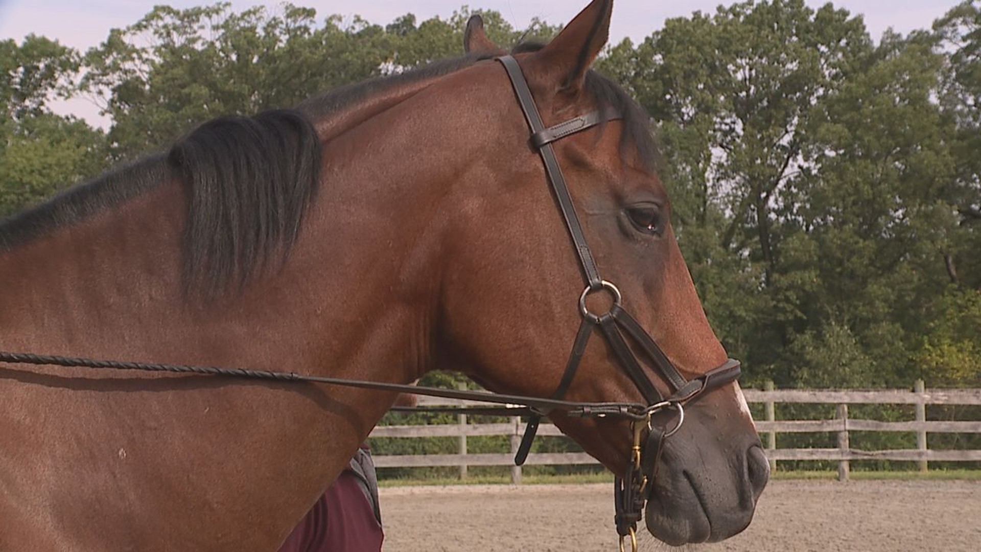 Leg Up Farm's program helps veterans and first responders cope with Post Traumatic Stress Disorder through horses.