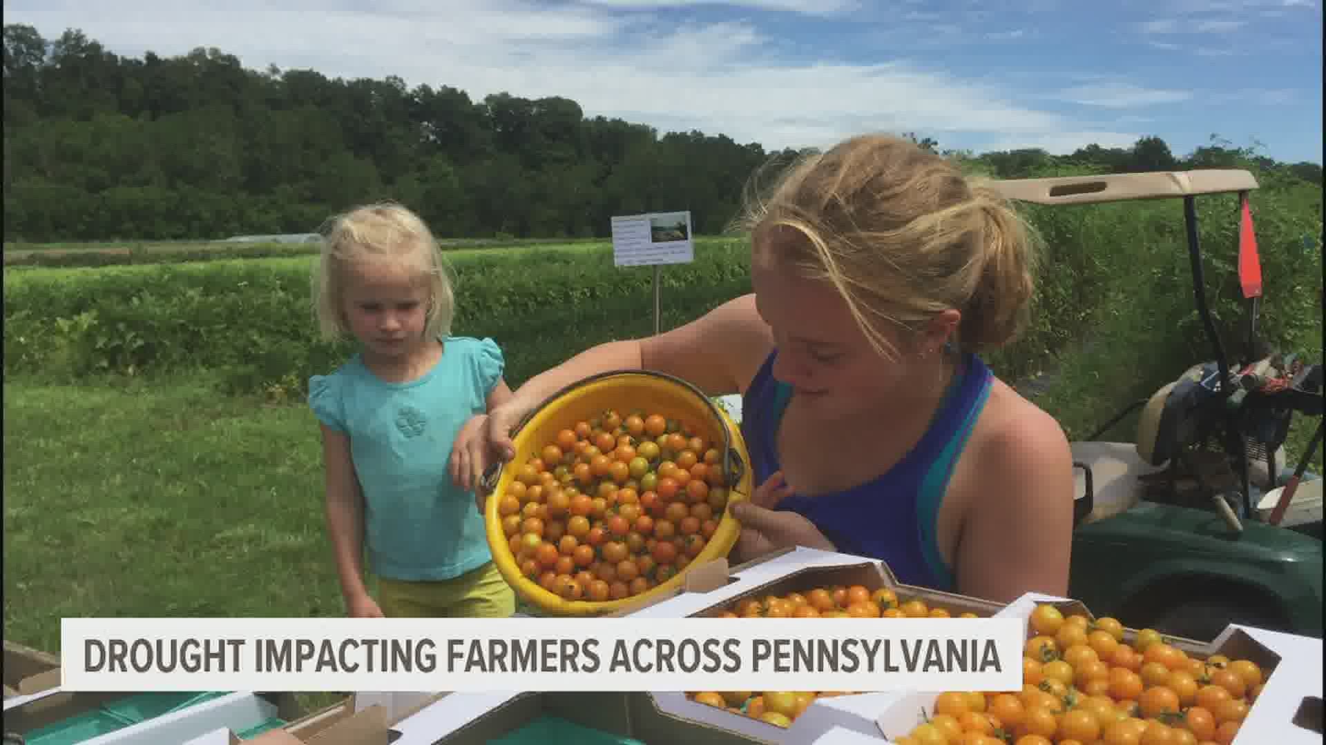 A warm and dry summer is to blame for crop damage and failure scattered across farms in Pennsylvania.
