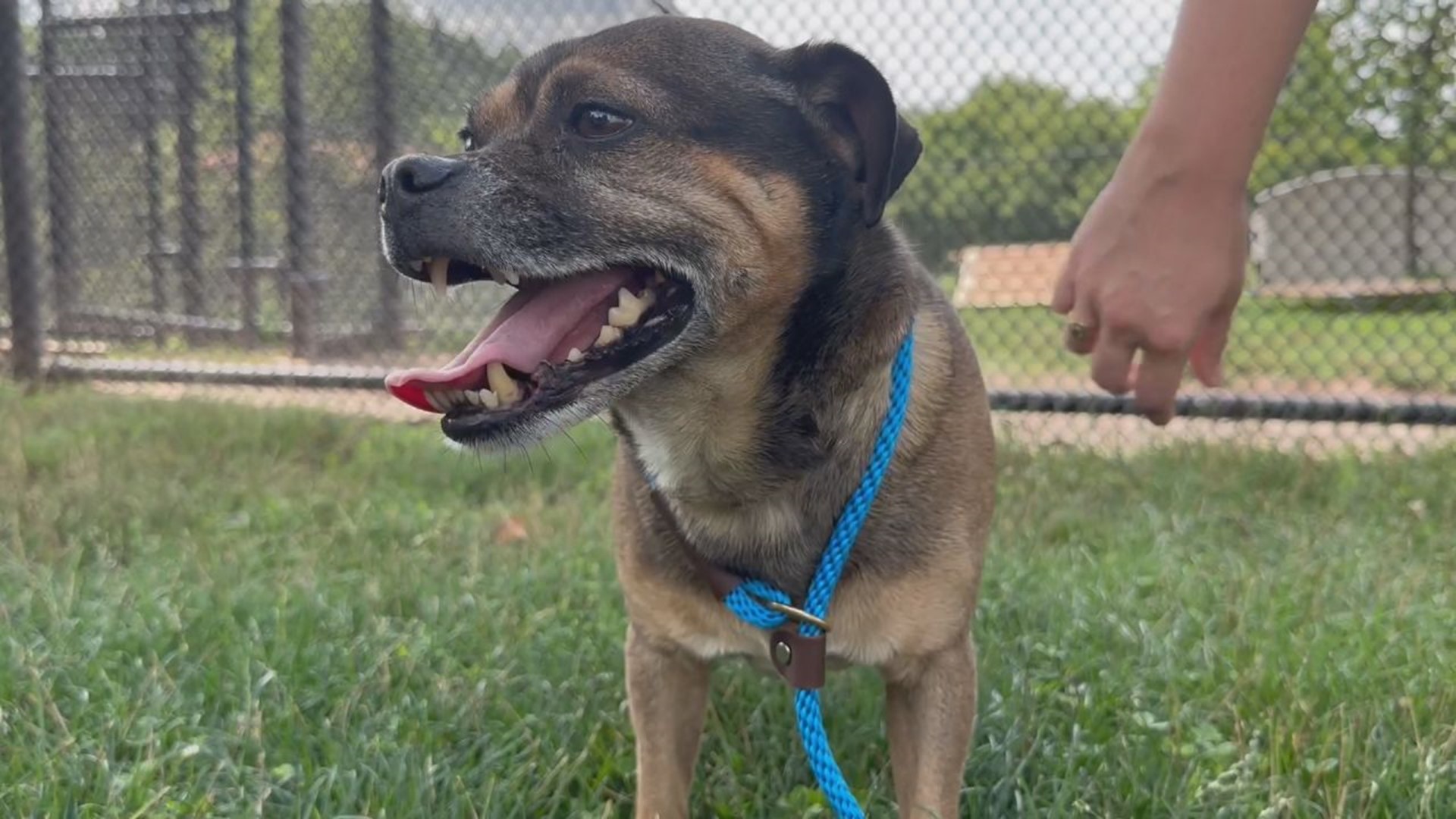 Aaron is a 6 year old puggle with a curlicue tail and the cutest smile looking for his forever family at the York County SPCA.