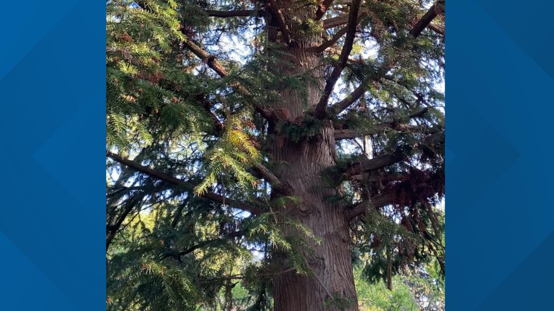 Hershey Gardens showcases variety of trees for Arbor Day - Vimarsana News