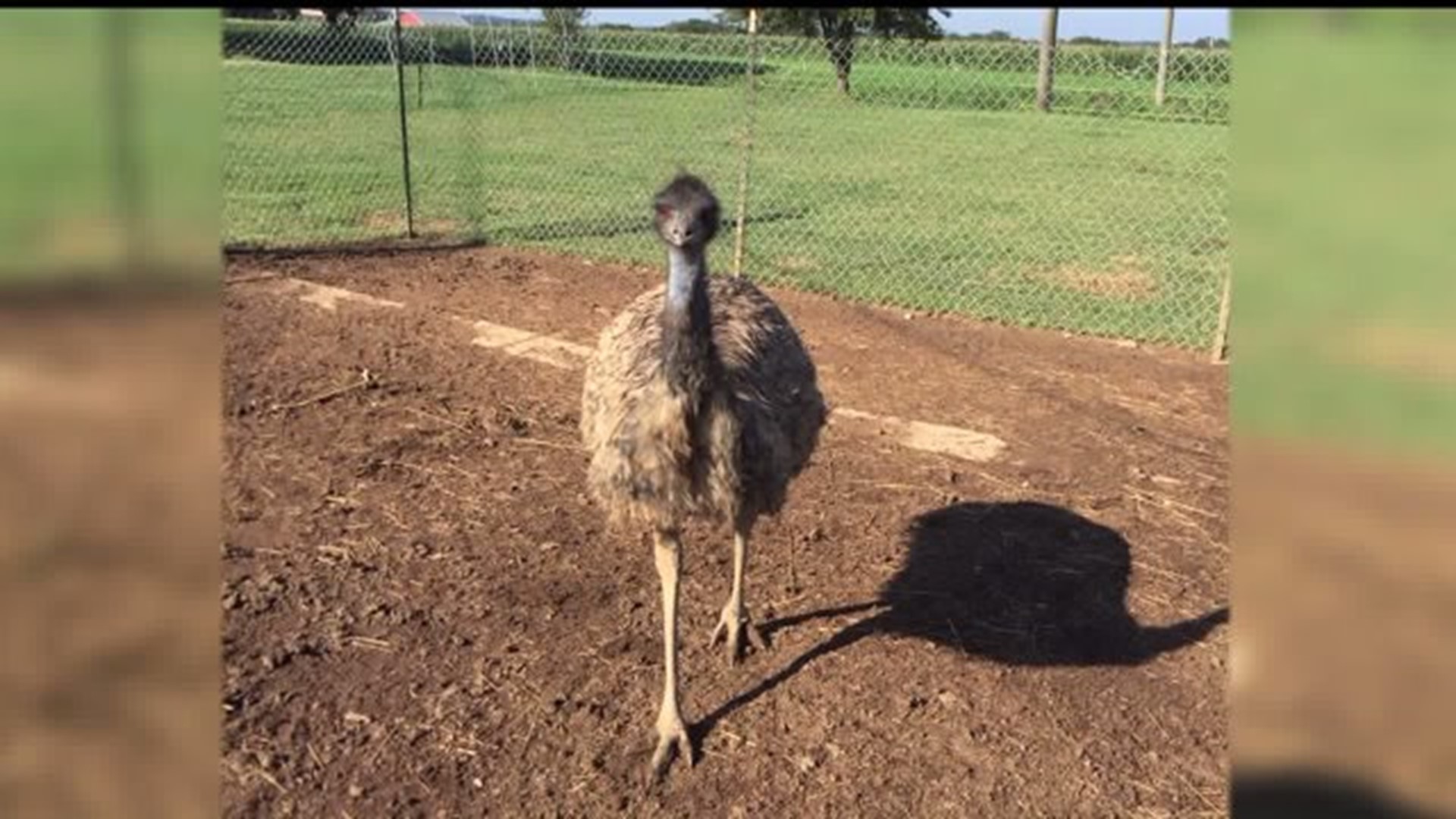 PEACH BOTTOM EMU ON THE LOOSE