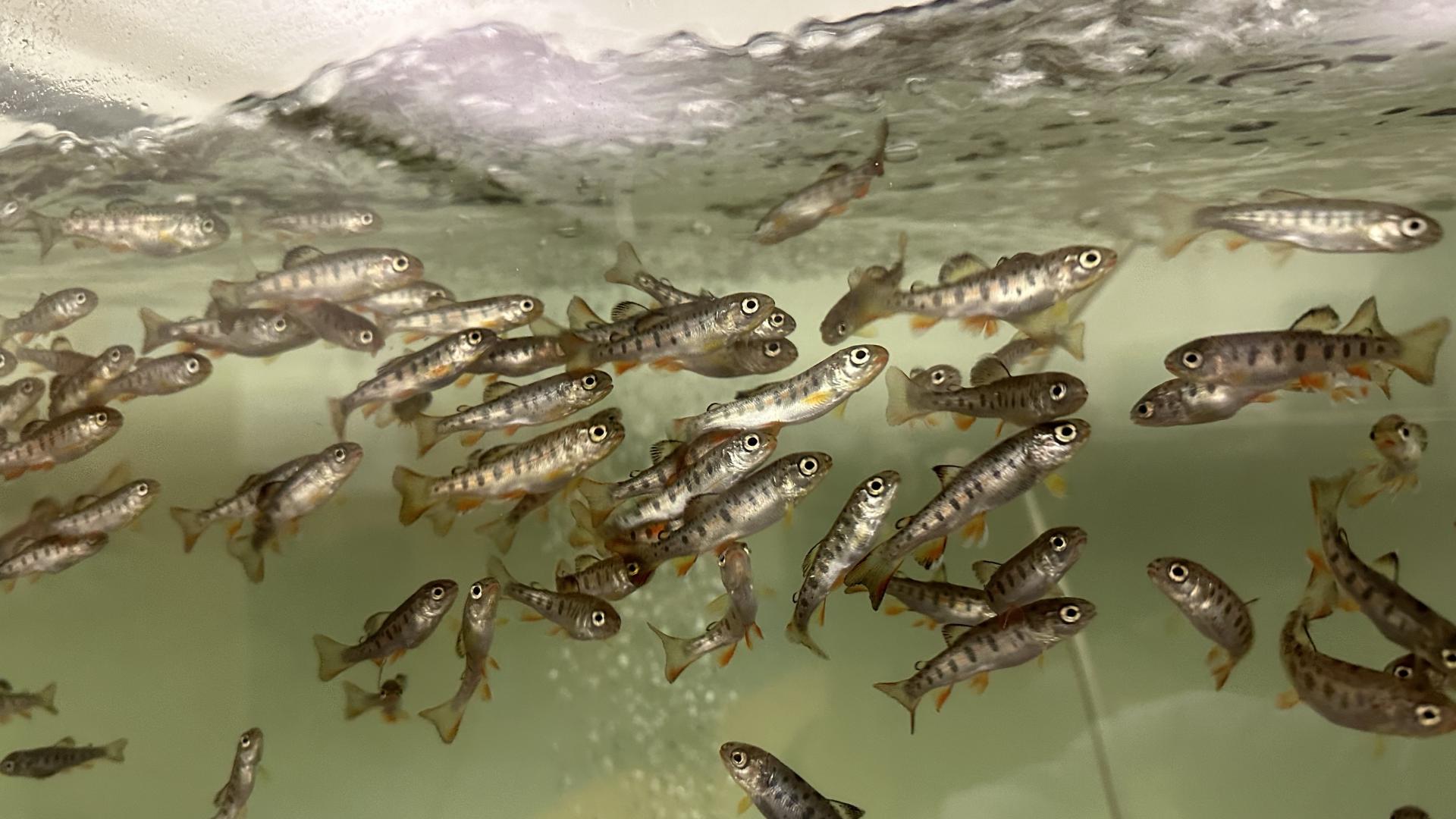 Students at the Janus School learned how to raise and release trout from the Trout in the Classroom program.