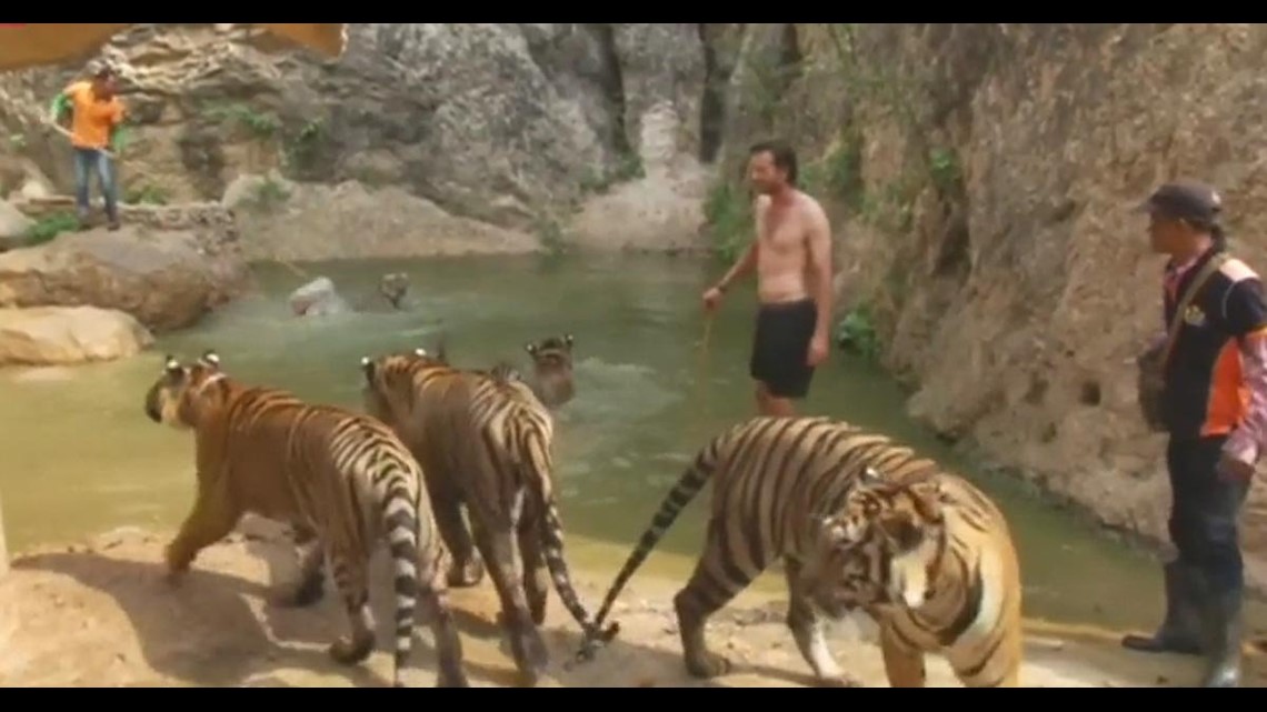 40 dead tiger cubs found in freezer at Thailand's Tiger Temple sanctuary 