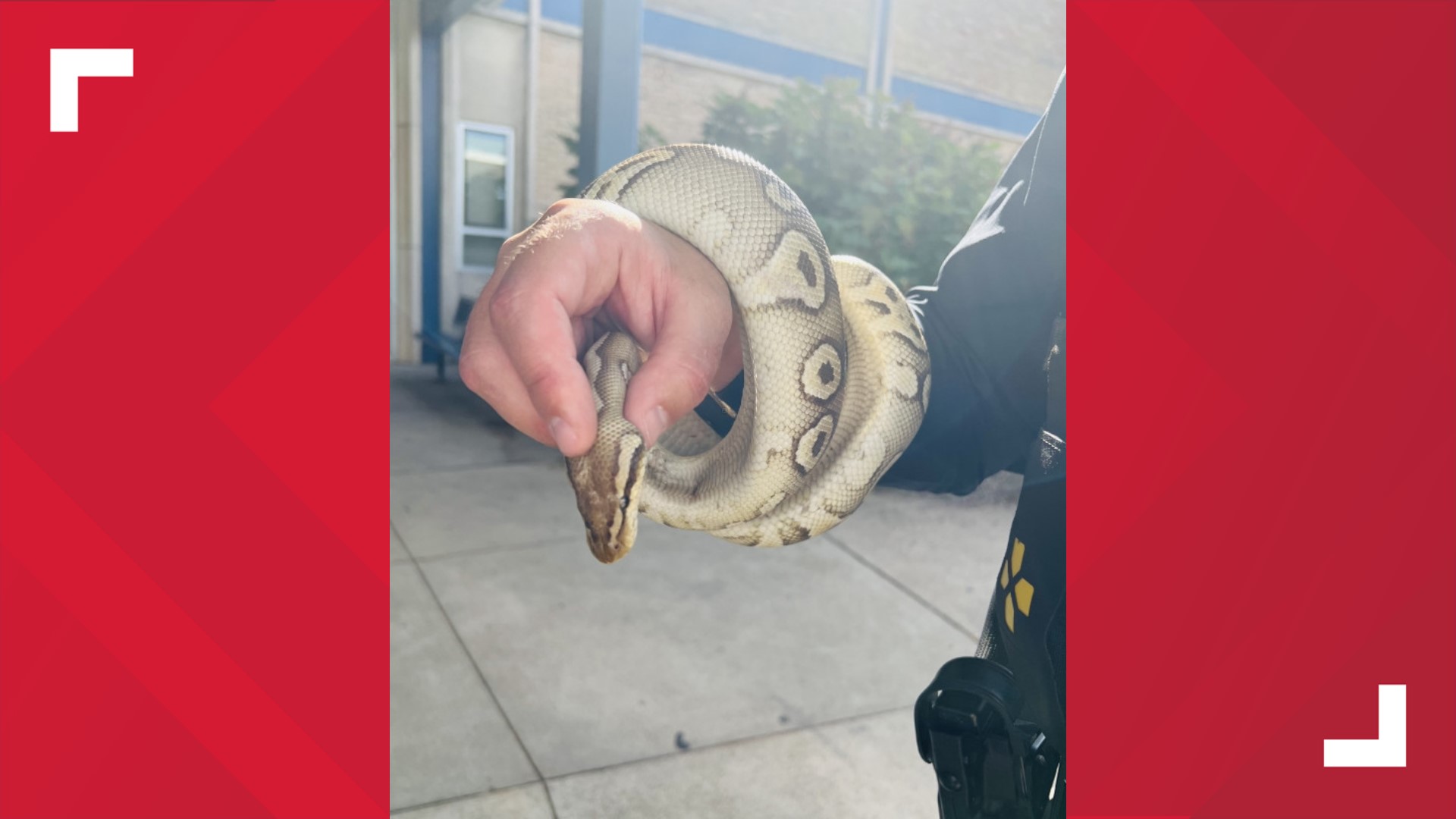 Python found near Harrisburg school | fox43.com