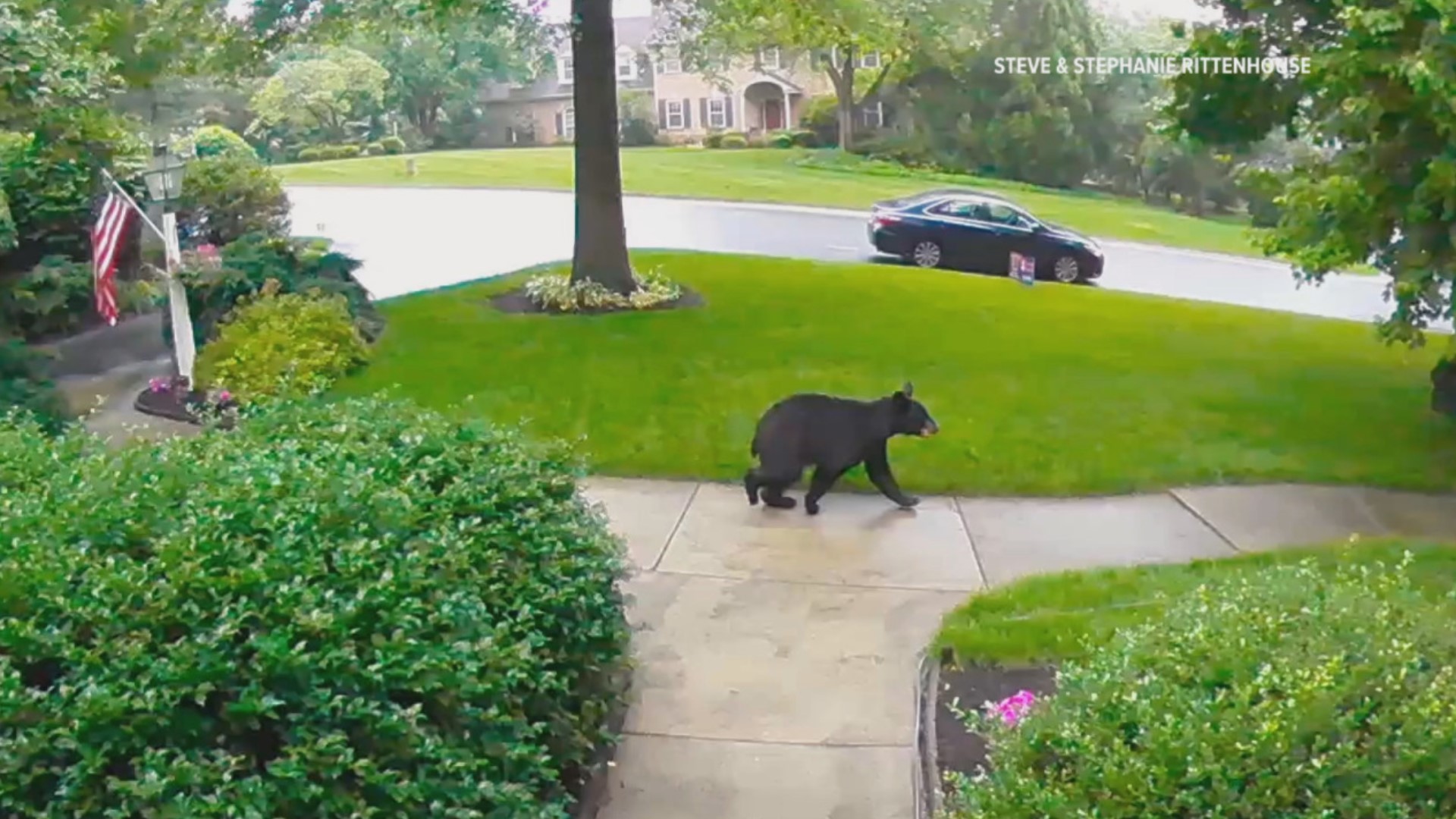 As the summer months continue, the likelihood of encountering a black bear increases especially during peak breeding season.