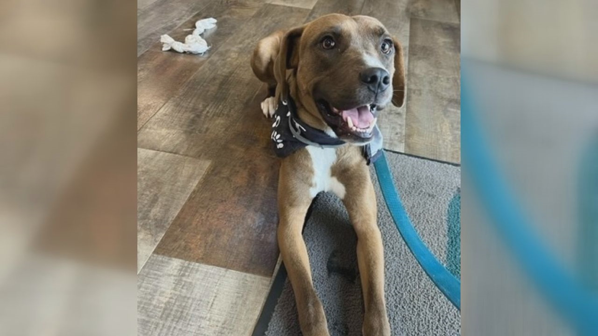 This young boxer mix loves to meet new friends and play with other dogs. He's looking for his forever family at Charlie's Crusaders Pet Rescue.
