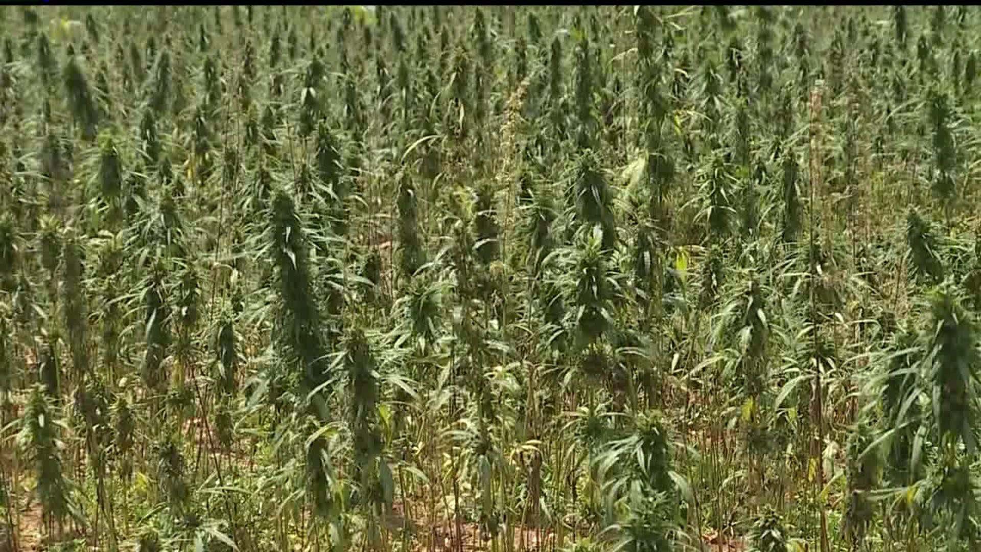 Farmers gather in Lancaster County to learn more about Hemp