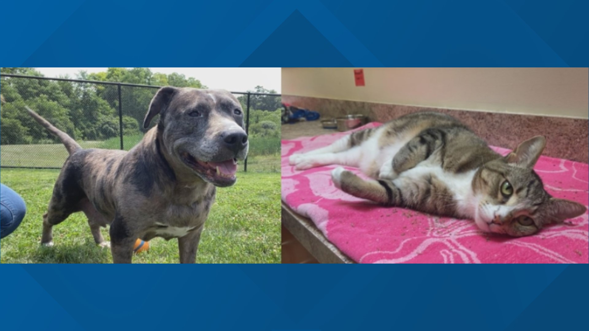 Desi and Millie Bobbie Brown are both looking for their new homes at the York County SPCA.