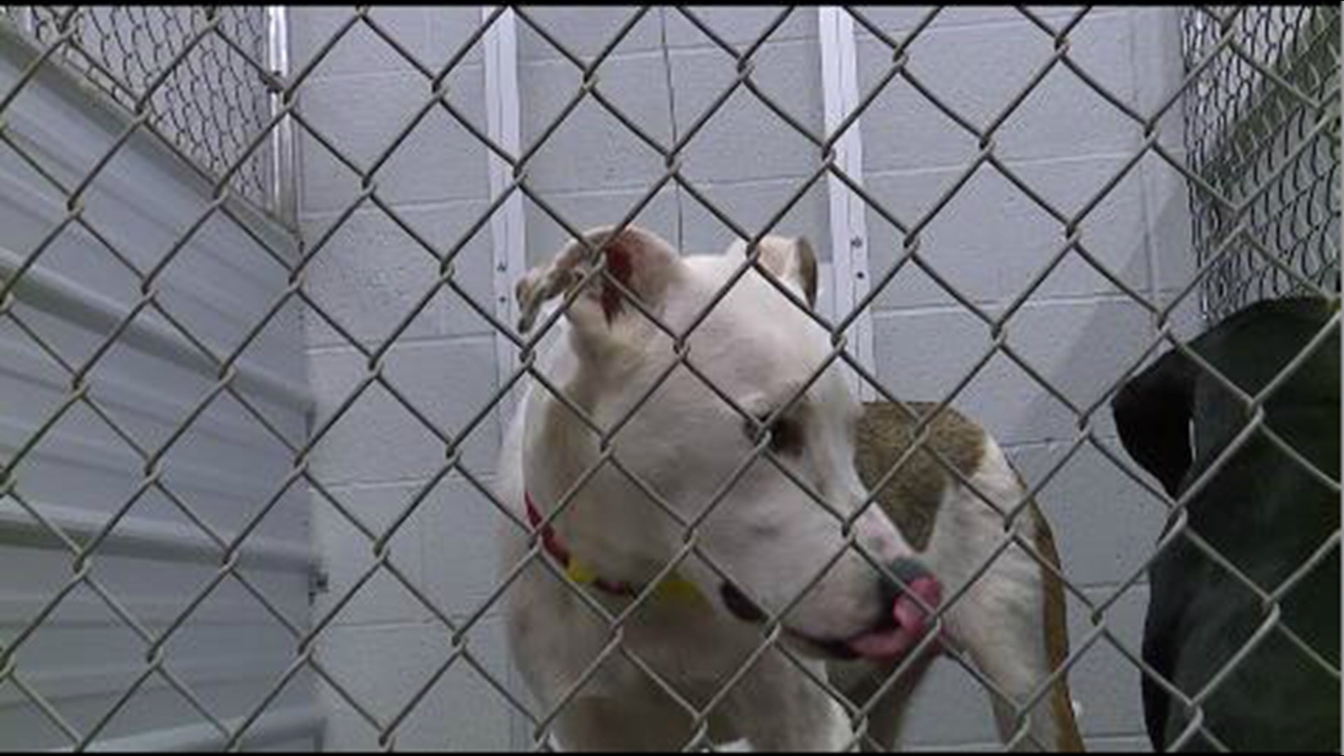 Pennsylvania SPCA to take over after Lancaster County SPCA closes ...