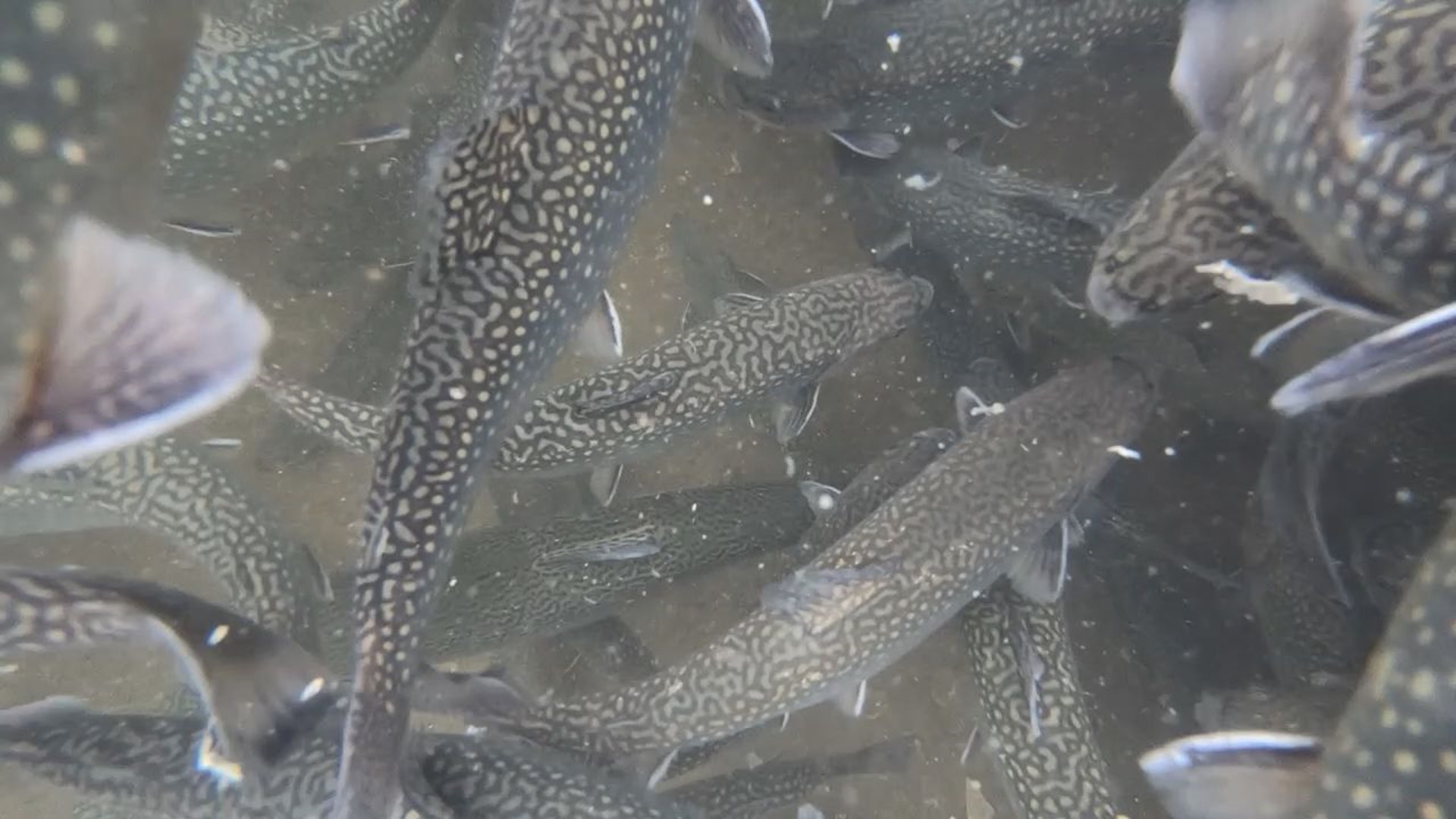 The Pennsylvania Fish & Boat Commission is stocking 3.2 million adult trout this year. Nearly 94% are brown and rainbow trout, both non-native to Pennsylvania.