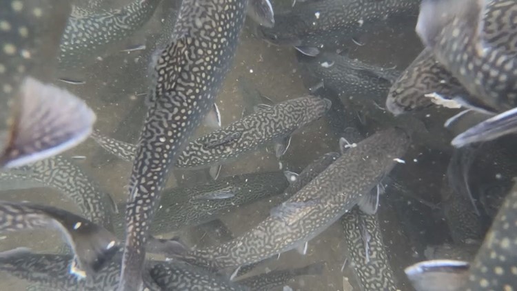 Are Pennsylvania's trout stocking practices harming the native brook trout?