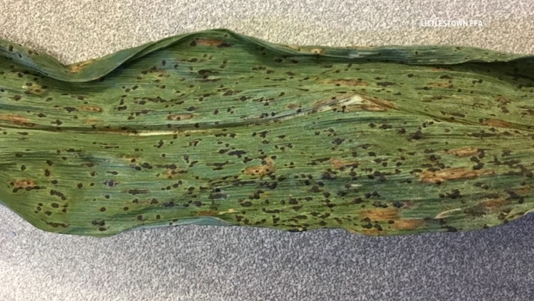Invasive corn disease spreading in South Central Pennsylvania