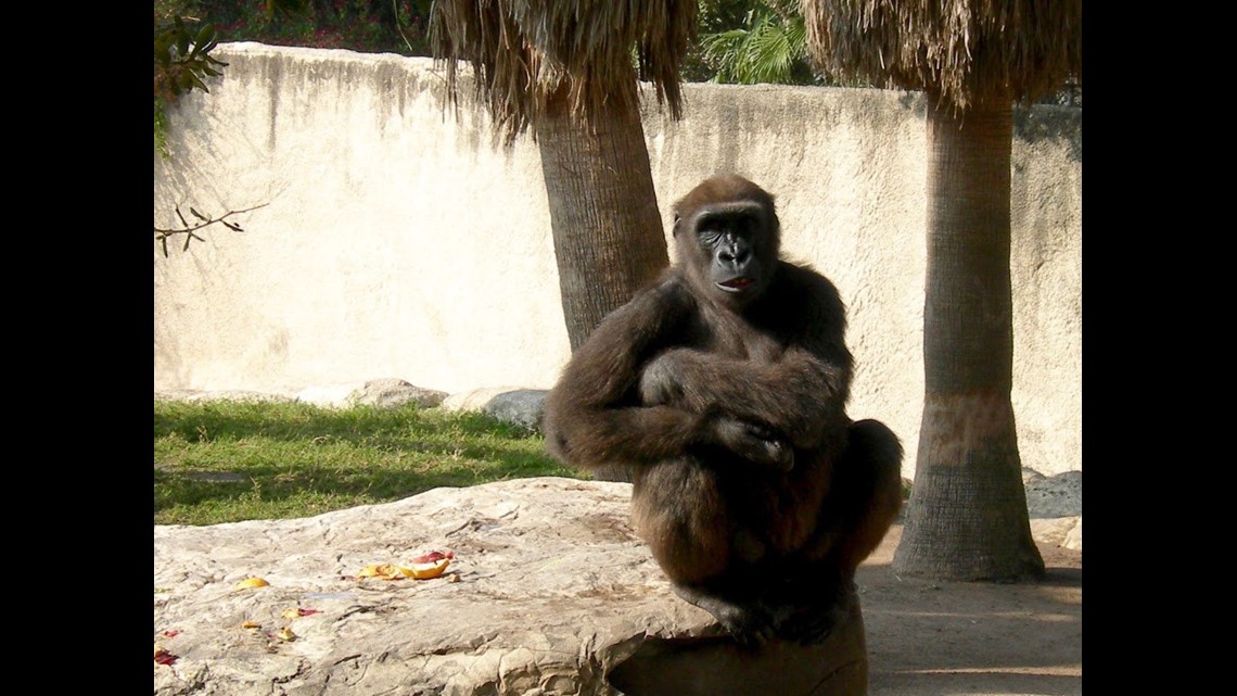 6 YEARS AGO: Harambe the gorilla killed after child falls into Cincinnati  Zoo enclosure