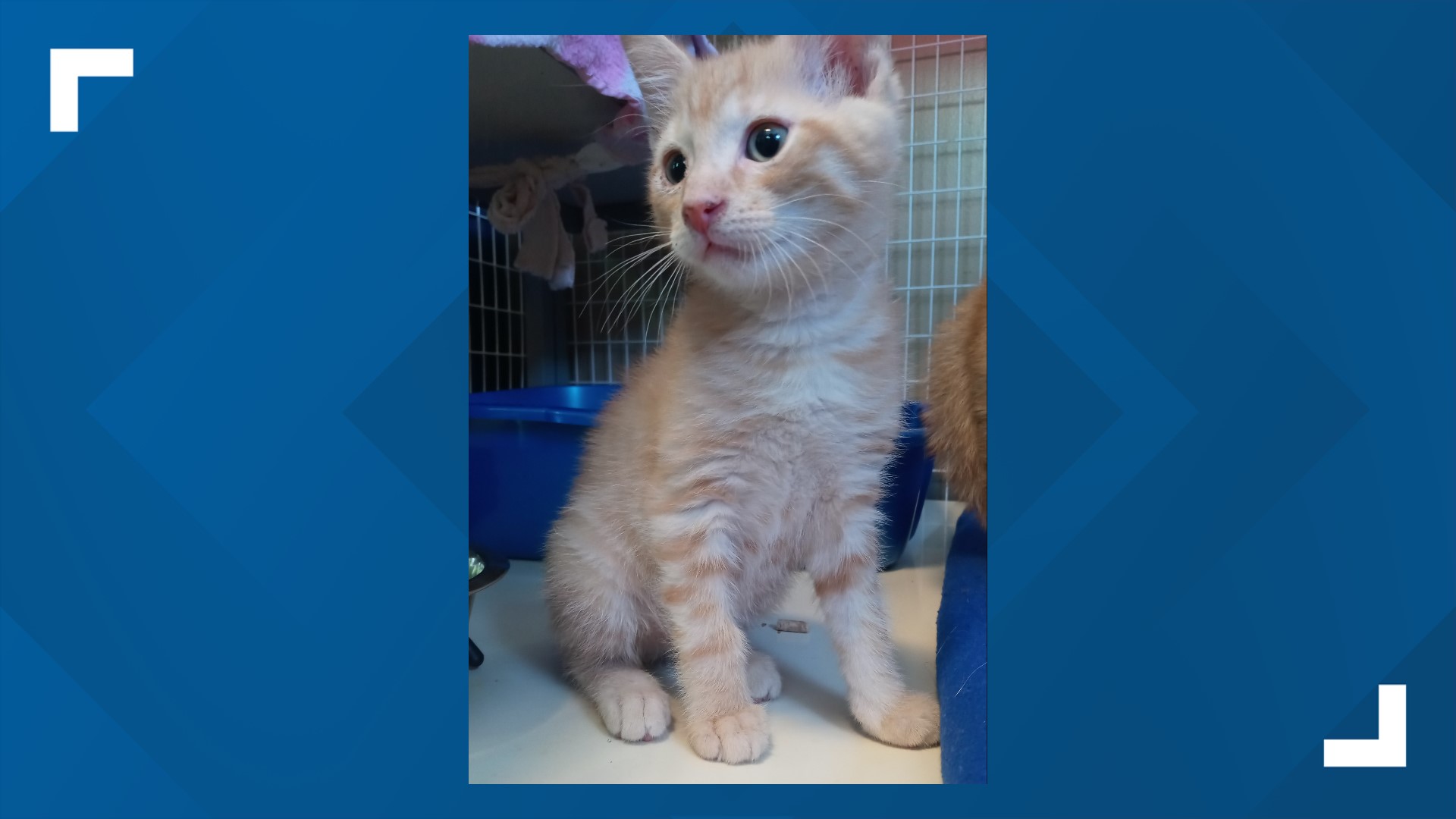 These four kitties were found in York City as strays and are looking for loving homes.