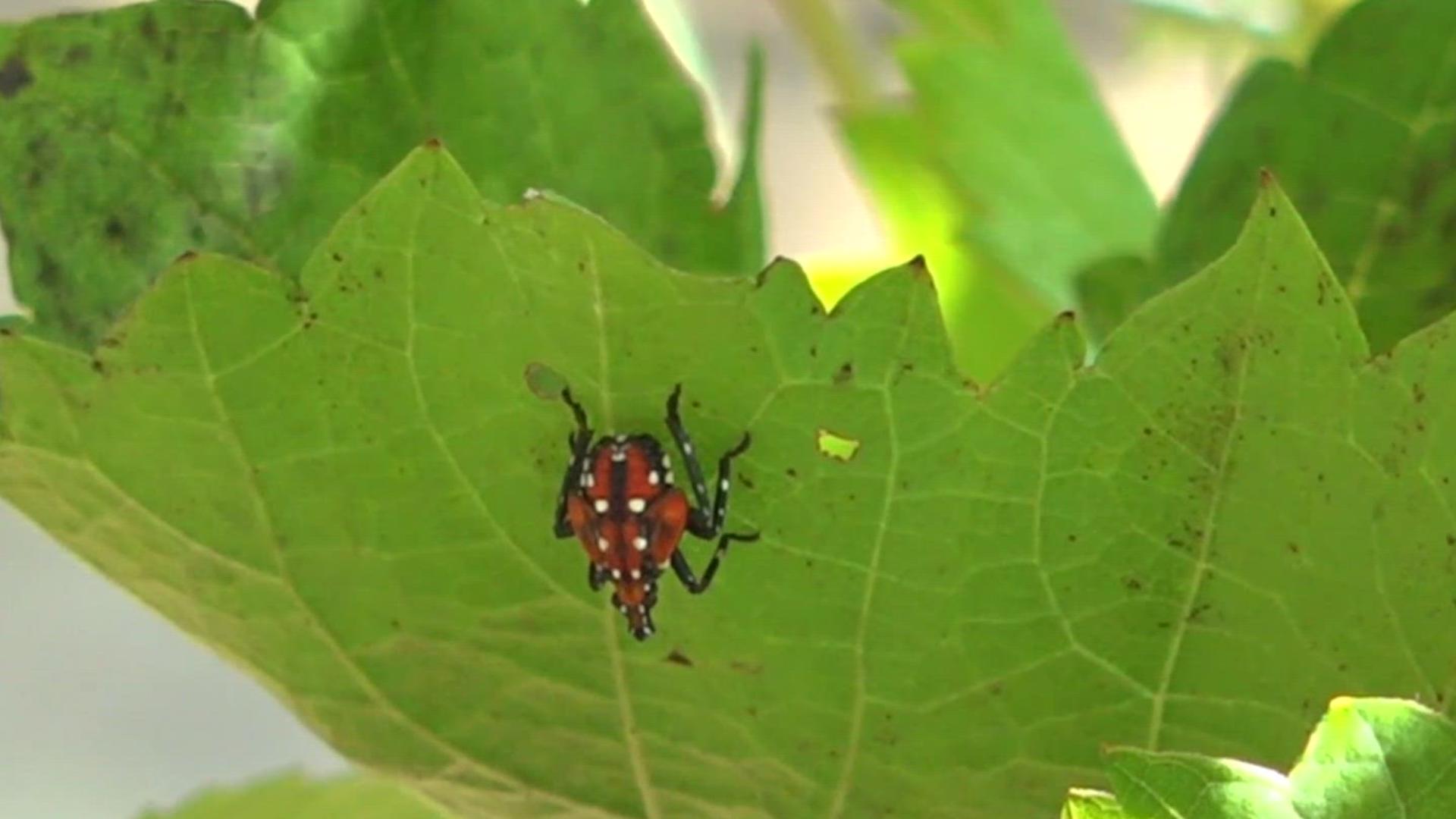 Lanternfly season returns as Pennsylvania vineyard takes early steps to ...